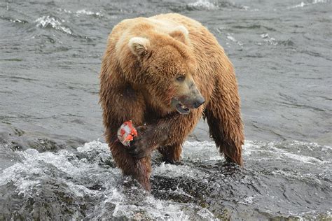 Male Grizzly Bear Fishing at the falls Photograph by Patricia Twardzik ...