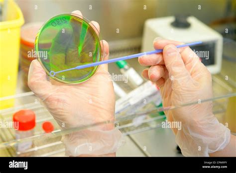 BACTERIOLOGY Stock Photo: 48400883 - Alamy