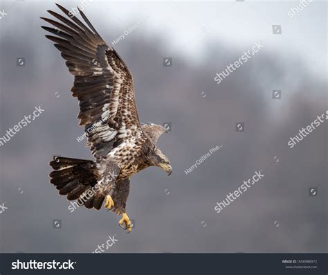 Juvenile Bald Eagle Flying Stock Photo 1656988972 | Shutterstock