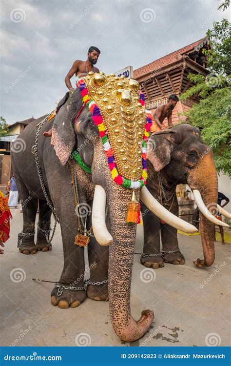 Decorated Elephants at Temple Festival in Siva Temple, Ernakulam ...