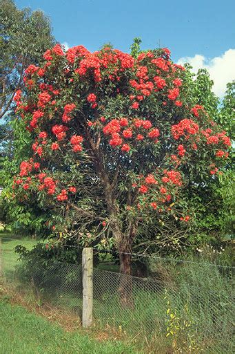 Corymbia Ficifolia Dwarf Red 140mm – Great Ocean Road Nursery ABN 61907322965