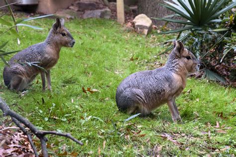 Patagonian Mara - Zoo Atlanta