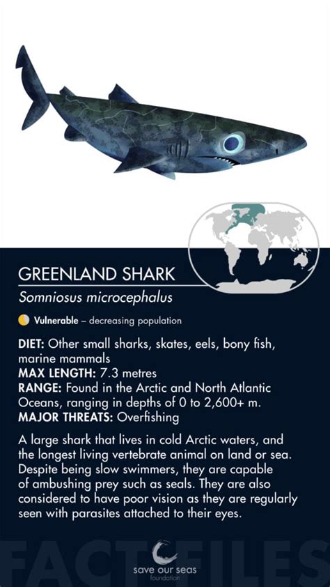 Greenland shark - Save Our Seas Foundation