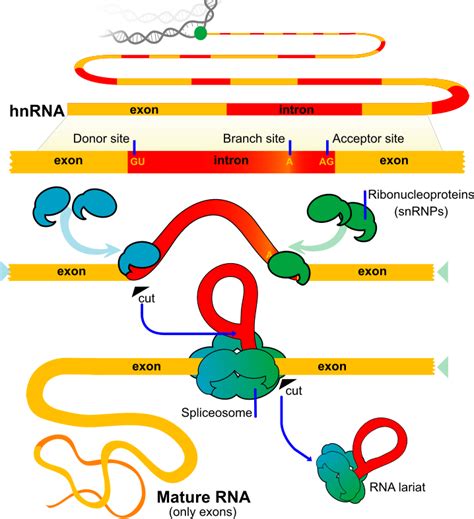 RNA Splicing - Openclipart