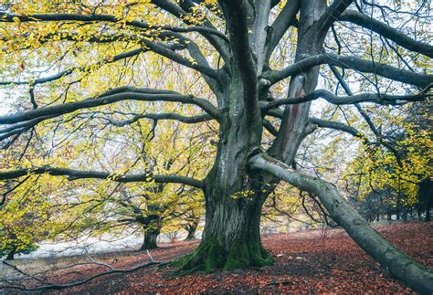 Forest of the giant beech trees on Behance