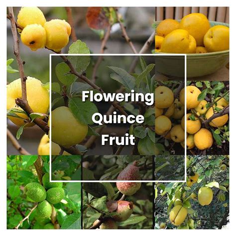 How to Grow Flowering Quince Fruit - Plant Care & Tips | NorwichGardener