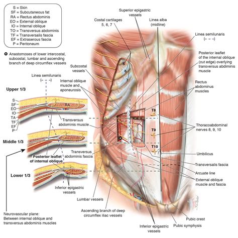 Anatomy Abdomen Fascia Abdominal Wall Illustration By Joe Medical | Medical illustration ...