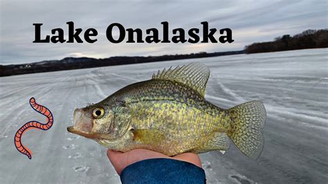 Ice Fishing w/ Red Worms | Lake Onalaska - YouTube