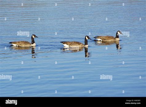 Canadian Geese Feeding Stock Photo - Alamy