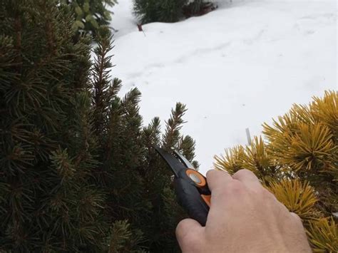 How To Trim Dwarf Alberta Spruce? – World of Garden Plants