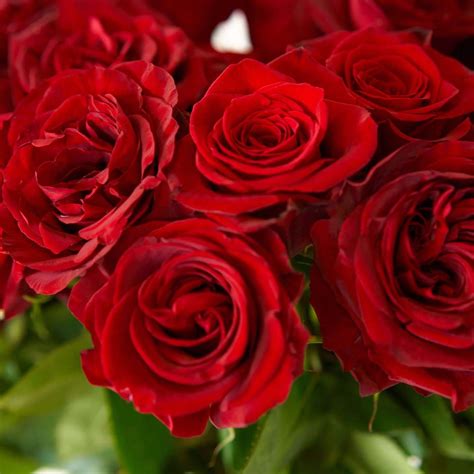 Buy Red Romantic Roses – Rose Farmers