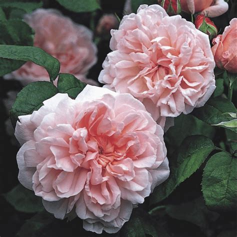 Expert's Guide: Growing English Garden Roses - Flower Magazine