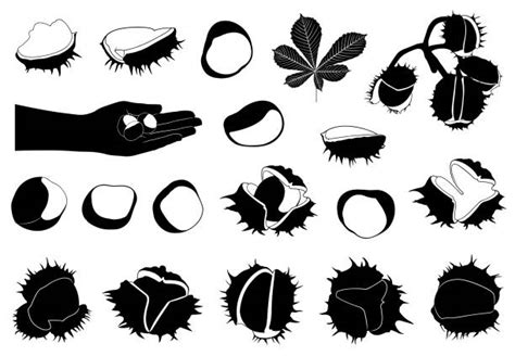 Buckeye Nut Silhouettes Illustrations, Royalty-Free Vector Graphics ...