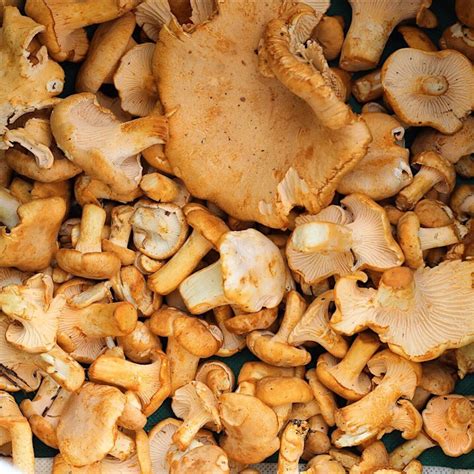 Wild Mushroom Season | Edible Vancouver Island