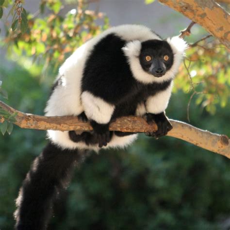 Black and White Ruffed Lemur | Tulsa Zoo