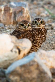 Burrowing Owls | Burrowing Owls Las Vegas Nevada | James Marvin Phelps | Flickr