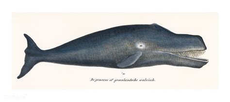 Bowhead Whale Original Antique Ocean Marine Mammal vintage illustration ...