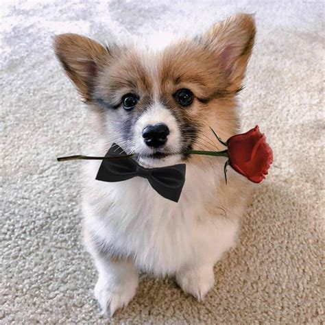 Will you go on a date with me? ... | Corgi, Cute teacup puppies, Teacup ...