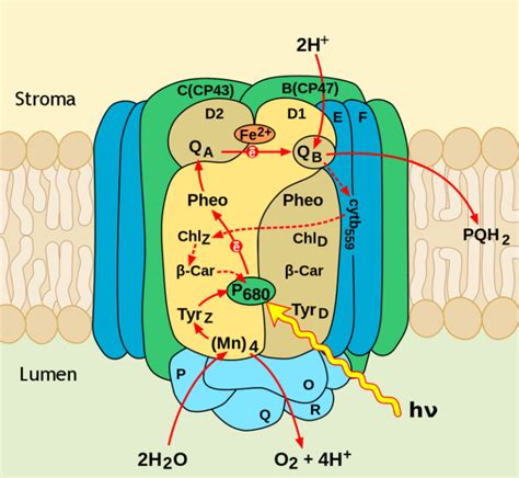 Difference Between Photosystem 1 and Photosystem 2 | Compare the Difference Between Similar Terms