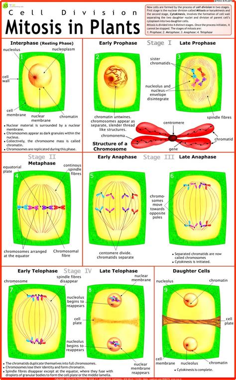 Laminated Green Mitosis in Plant Chart, Size: 100*60, Rs 150 /piece(s) | ID: 7633183091