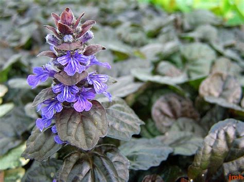 groundcover Low Perennial Shade Plant Bugleweed Ajuga reptans 40 Seeds Home & Garden Yard ...