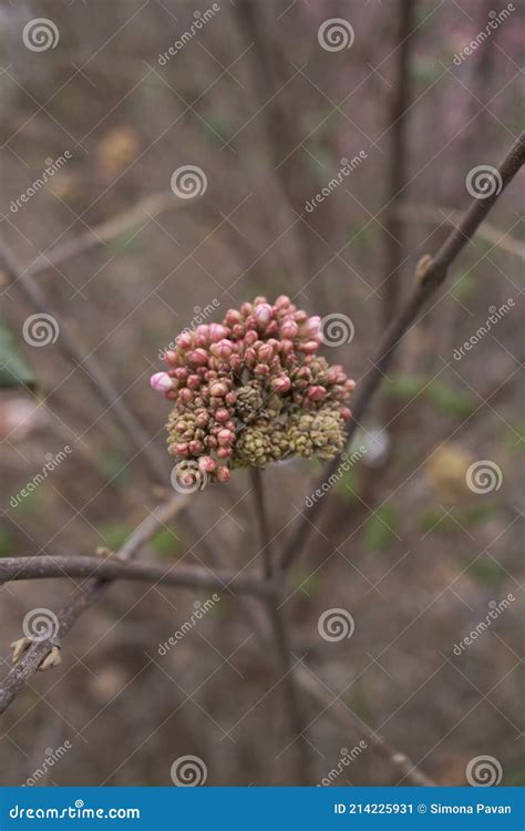 Viburnum Carlesii Shrub in Bloom Stock Image - Image of flora, fresh ...