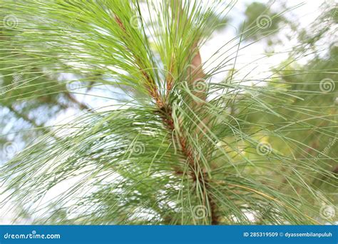 Pinus Luchuensis, Commonly Called Luchu Pine or Okinawa Pine Stock Image - Image of family, food ...