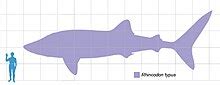Whale shark - Wikipedia