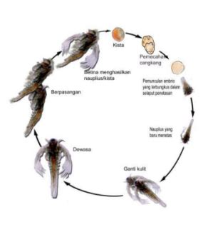 Siklus Hidup Dan Perkembangbiakan Artemia Salina Pusat Benih Ikan | My XXX Hot Girl