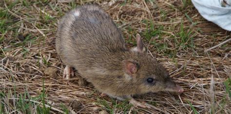 Reports on Help Protect Endangered Bandicoots - GlobalGiving