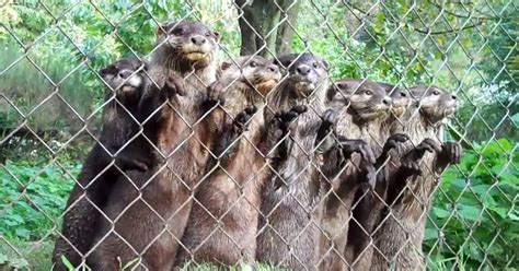 Every Time They See Their Favorite Keeper, These Baby Otters’ Reaction is Too Precious