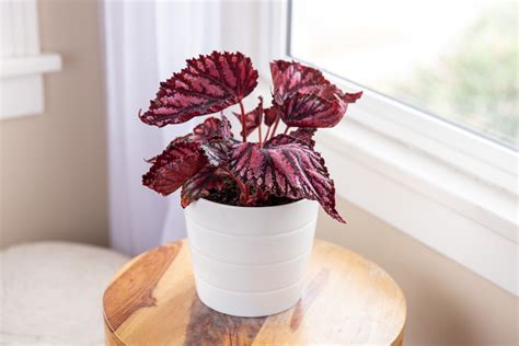 How to Grow and Care for Rex Begonias