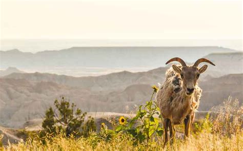 11 Spectacular Things to Do in Badlands National Park