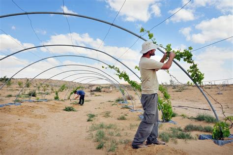 Inside the $100m plan to transform desert farming | AGBI