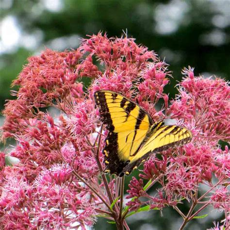 Heirloom Joe Pye Weed Seeds | Terroir Seeds