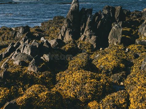 Rock Formations in Black Sand Beach of Dritvik Djupalonssandur ...