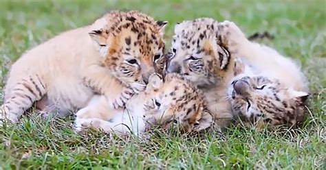 These Liger Cubs are SO Rare and SO Adorable – Animal Rescue Society