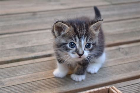 Pourquoi trouve-t-on les chatons trop mignons - Recette 2mamie et papi