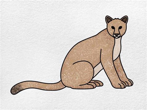 How to Draw a Puma - HelloArtsy