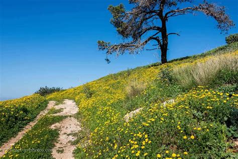 Easy Family Hike on Carmel Mountain - Visitors Guide