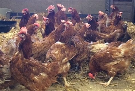 Charities and Public Unite to Re-Home Ex-Commercial Laying Hens | Post