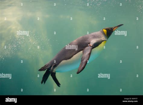 A King penguin swimming underwater. Aptenodytes patagonicus Stock Photo ...