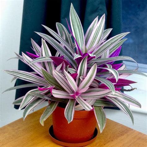 Buy Rhoeo Plant, Rhoeo discolor (Tricolor, Variegated) - Plant online ...