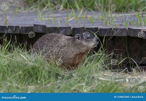 The Groundhog Marmota Monax, American Rodent Stock Photo - Image of hibernate, animal: 154087500