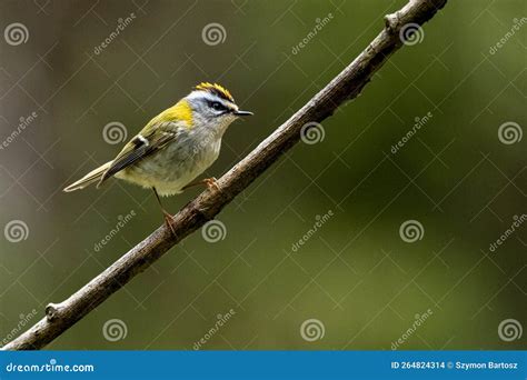 A Bird Singing from the Branch. Nature with the Copy Space Area. Common ...