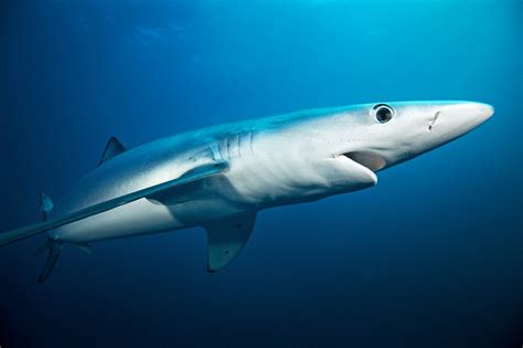 Blue Shark Facts, Habitat, Diet, Life Cycle, Baby, Pictures