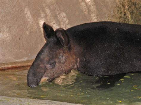 The Online Zoo - Mountain Tapir