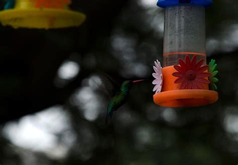 Premium Photo | Hummingbird drinking water from a drinking fountain