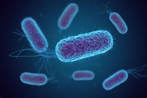 Escherichia coli (E. coli) bacteria [image] | EurekAlert! Science News