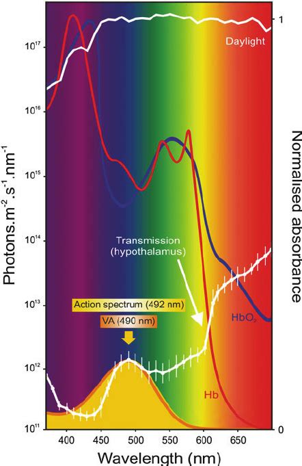 4 Photoperiodism in birds. A composite diagram showing the change in ...